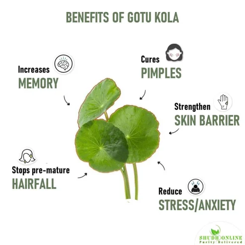 Gotu Kola Powder 0782290431